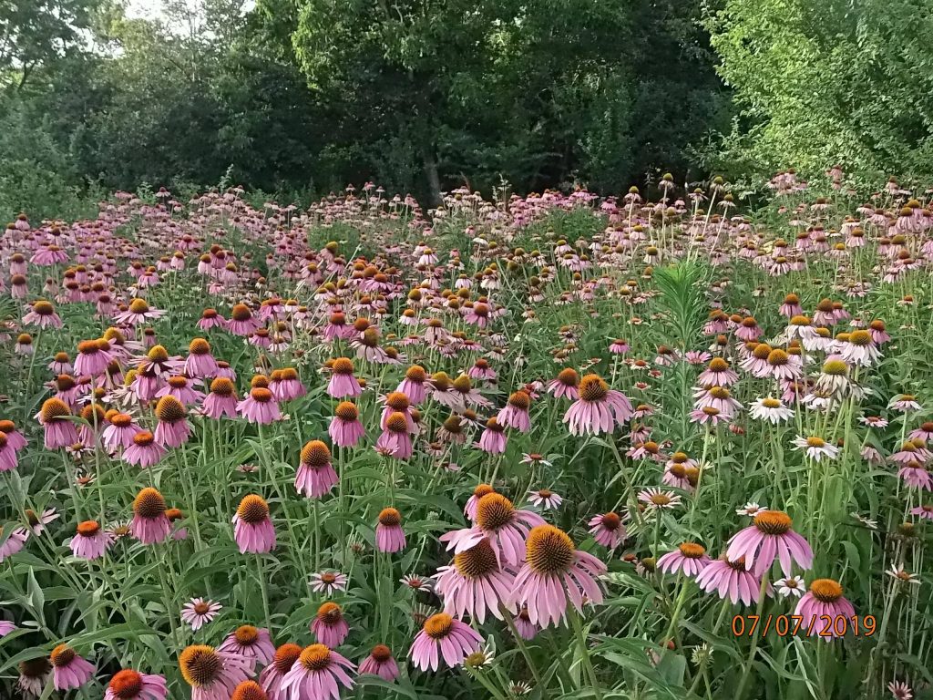 echinacea