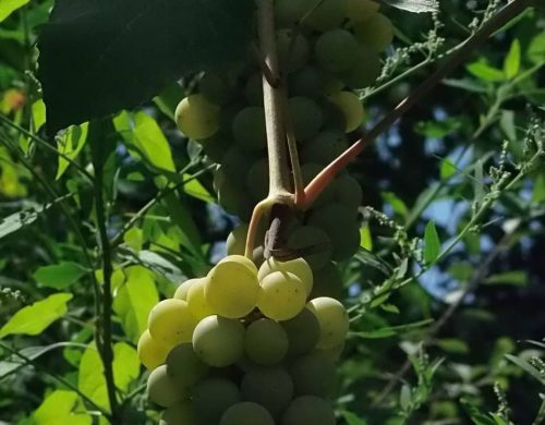 uva-fragola-bianca-4